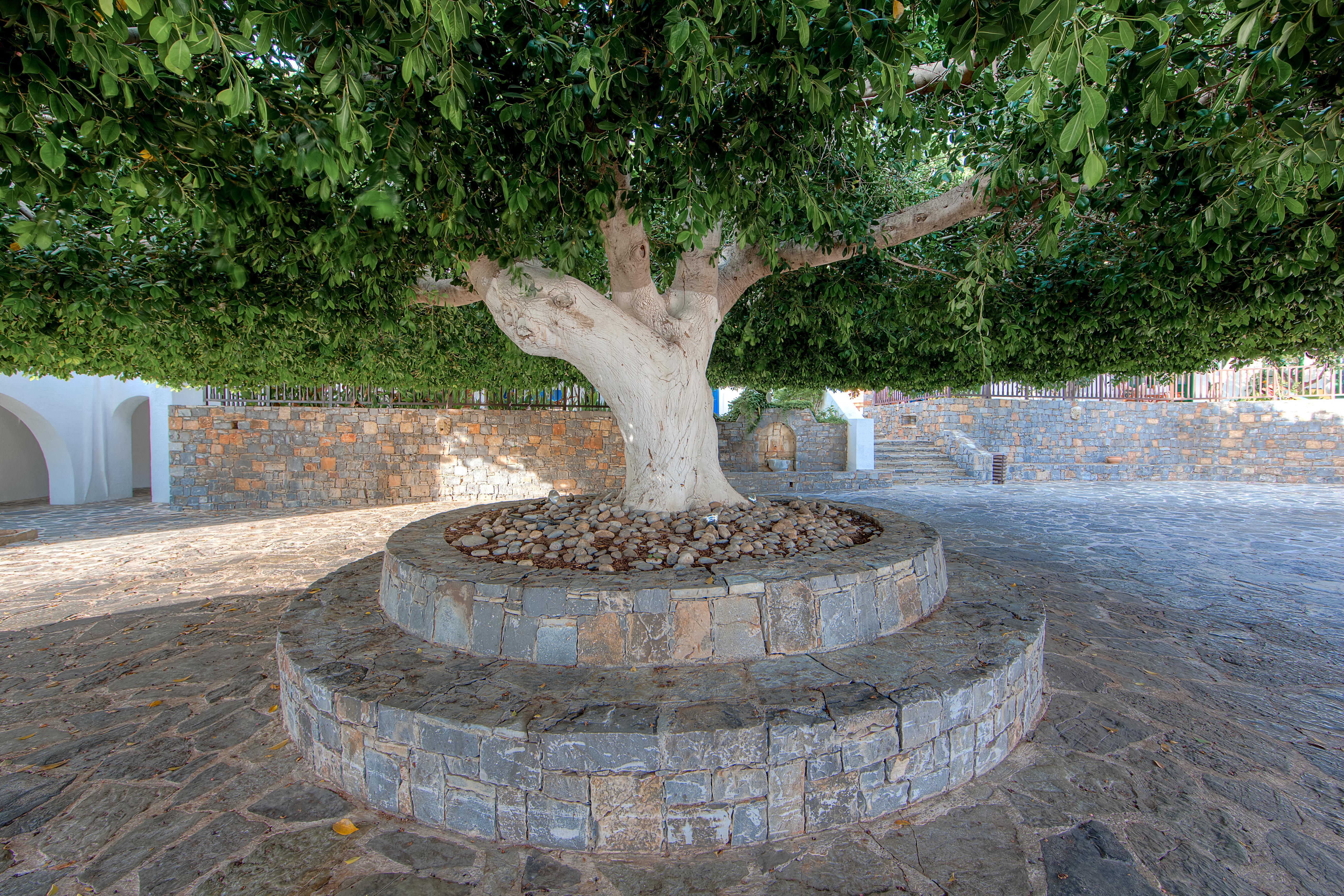 Creta Maris Resort Hersonissos  Esterno foto The tree of Hippocrates